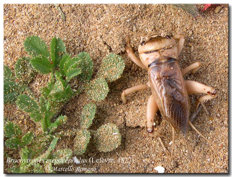 Il grillo testone: Brachytrupes megacephalus